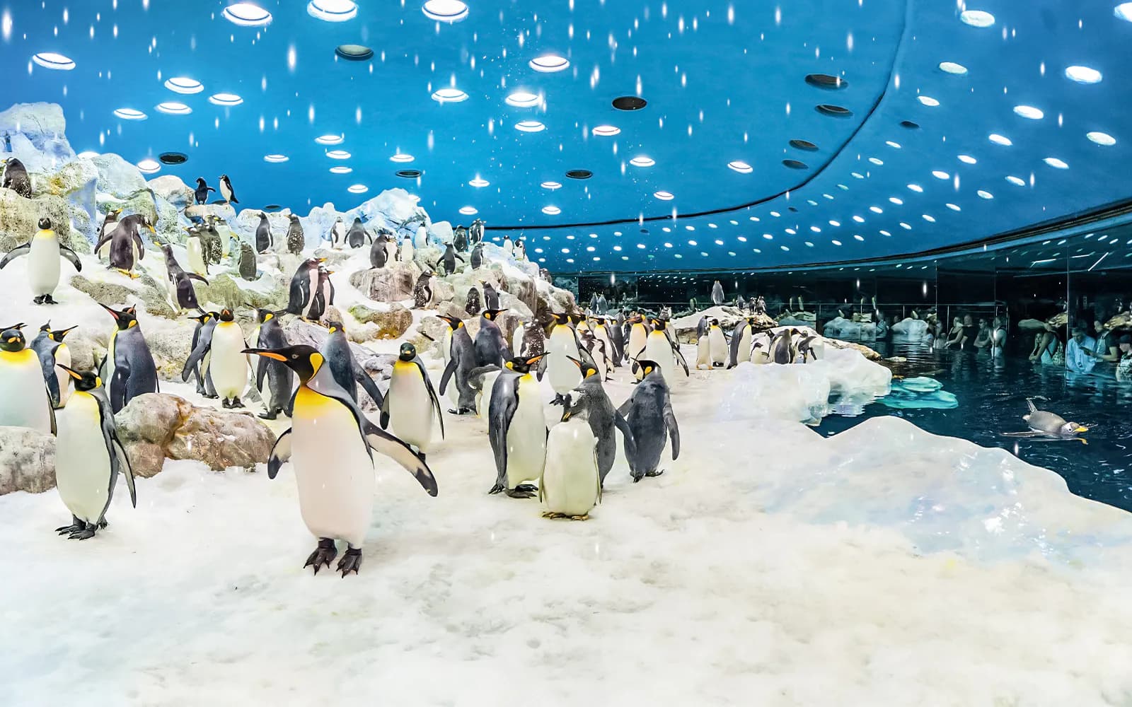Combo: Siam Park + Loro Parque Entry Tickets