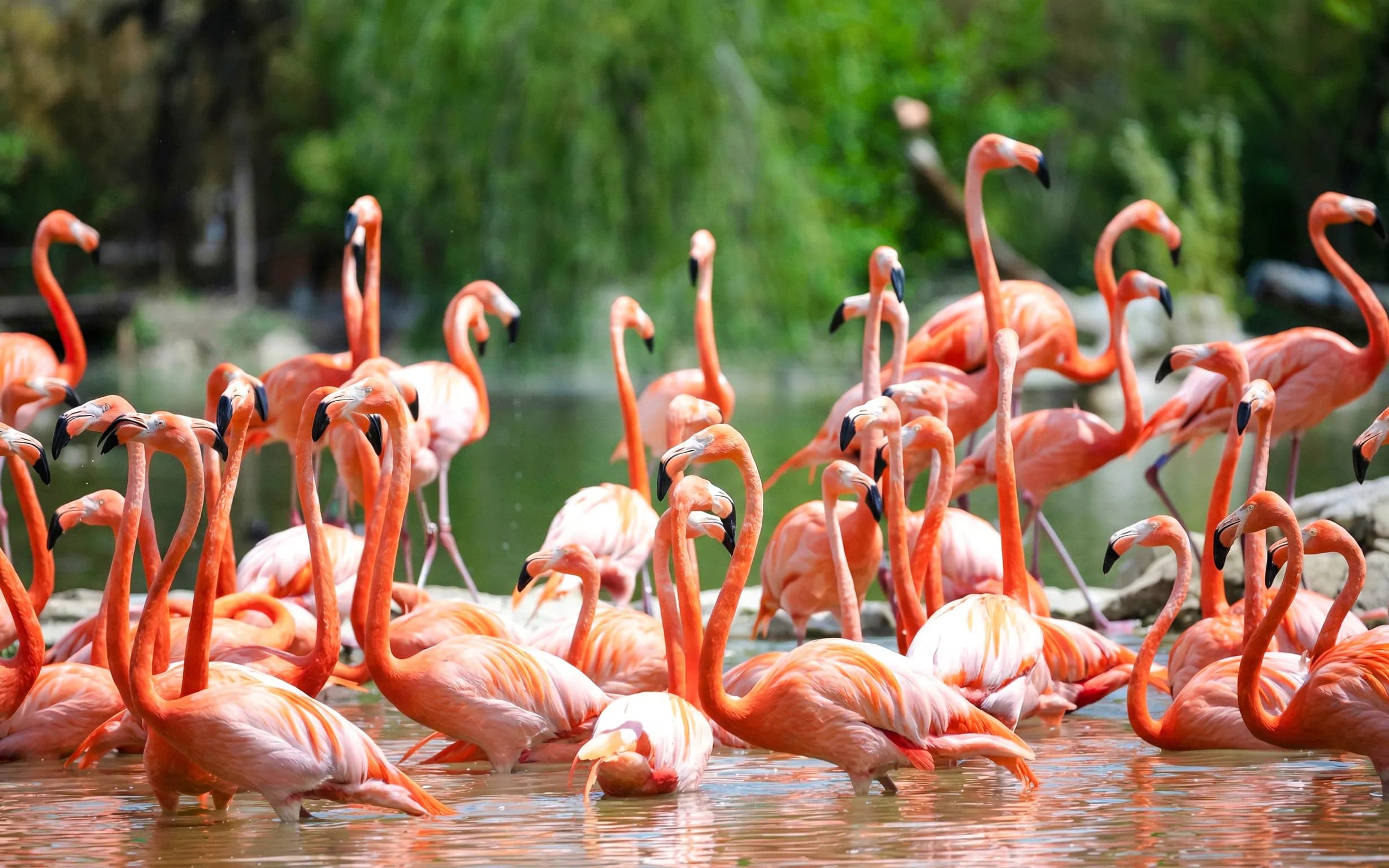 ZooParc de Beauval 1일 입장권