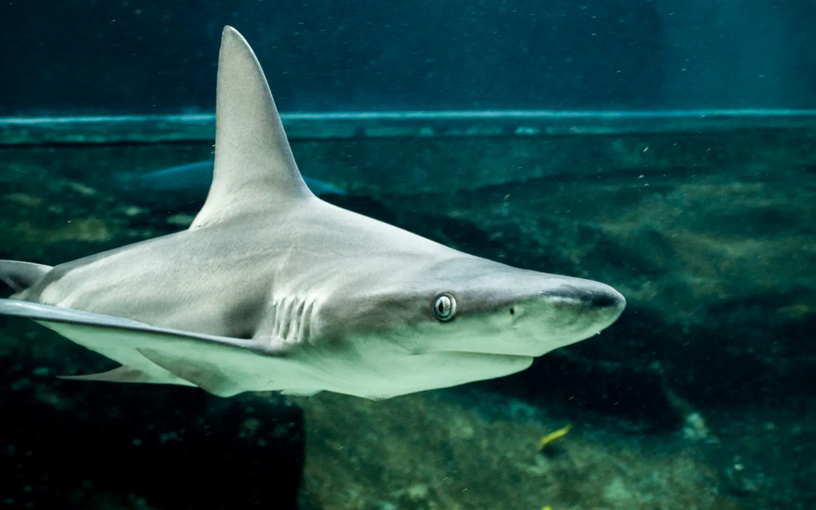 씨라이프 파크 하와이 입장권 (Sea Life Park Hawaii)