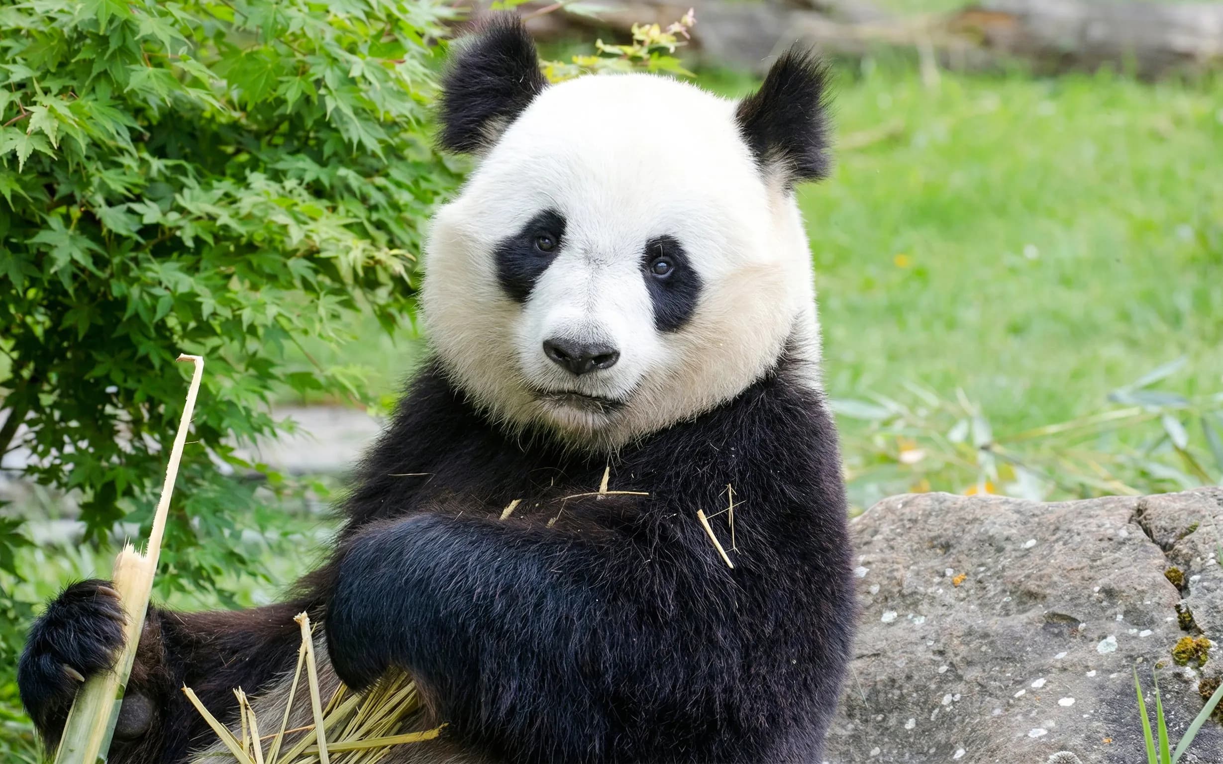 ZooParc de Beauval 1일 입장권
