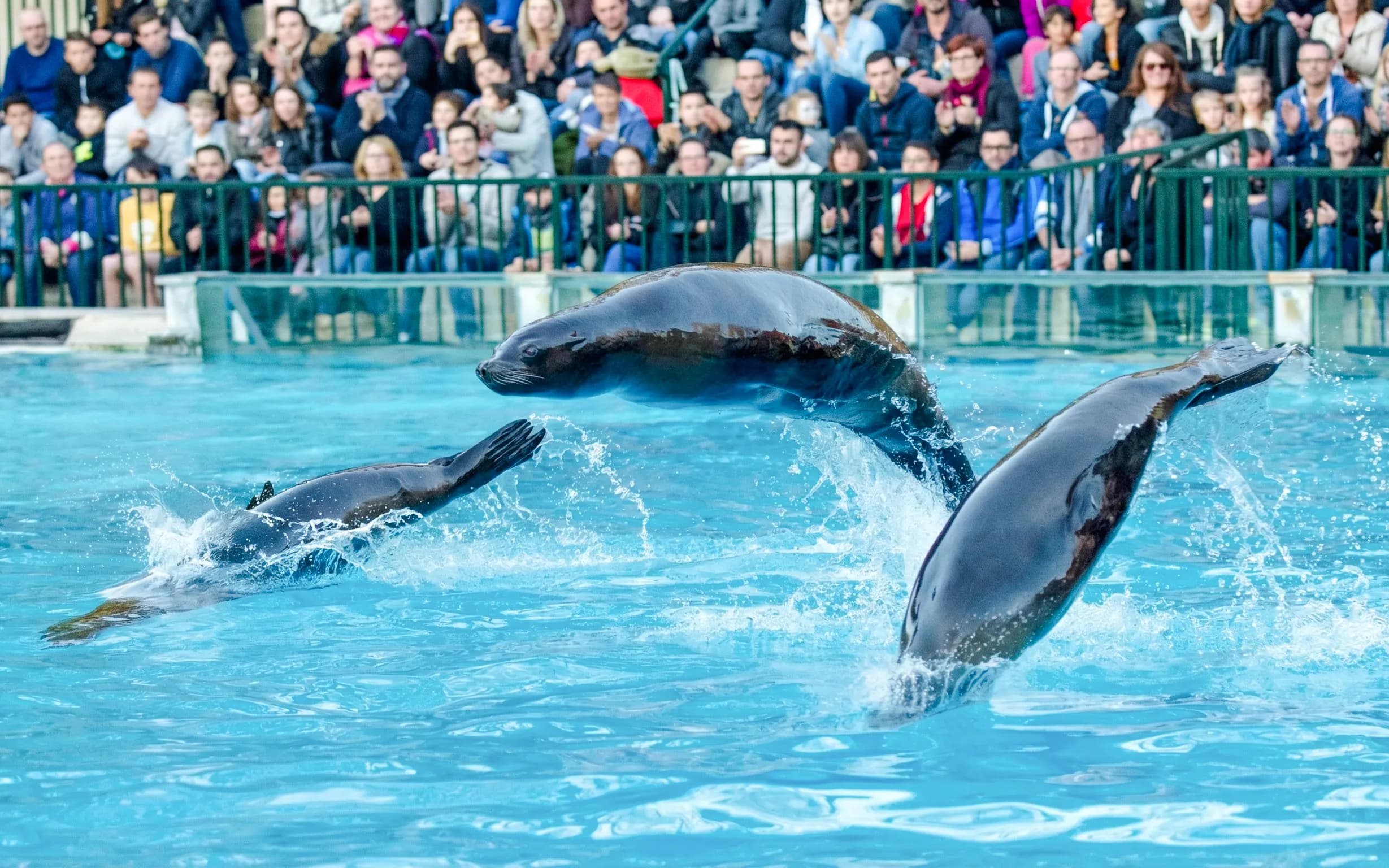 ZooParc de Beauval 1일 입장권