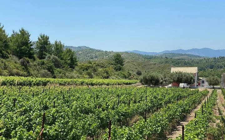 Rhode Winery Tour and Wine Tasting with Winemaker-Led Greek Cooking Class