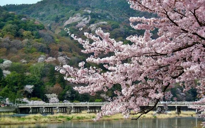 교토 아라시야마 대나무 숲 도보 투어 (덴류지 사원 입장 포함)